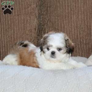 Amigo, Shih Tzu Puppy